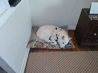 Ghost Likes Her New Bed